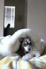 A soft-focus photo of Oakland the puppy curled up on a cozy blanket by a sunlit window.