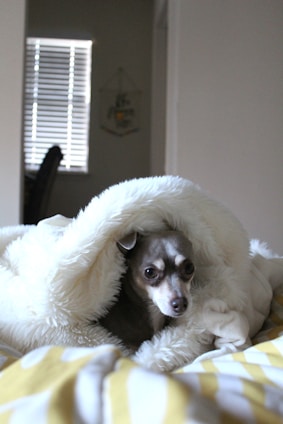 A soft-focus photo of Oakland the puppy curled up on a cozy blanket by a sunlit window.