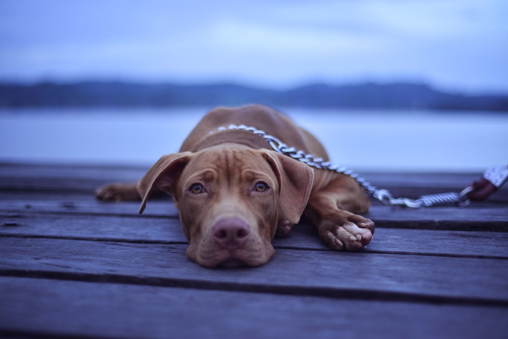 short-coated brown dog lying on brown surface