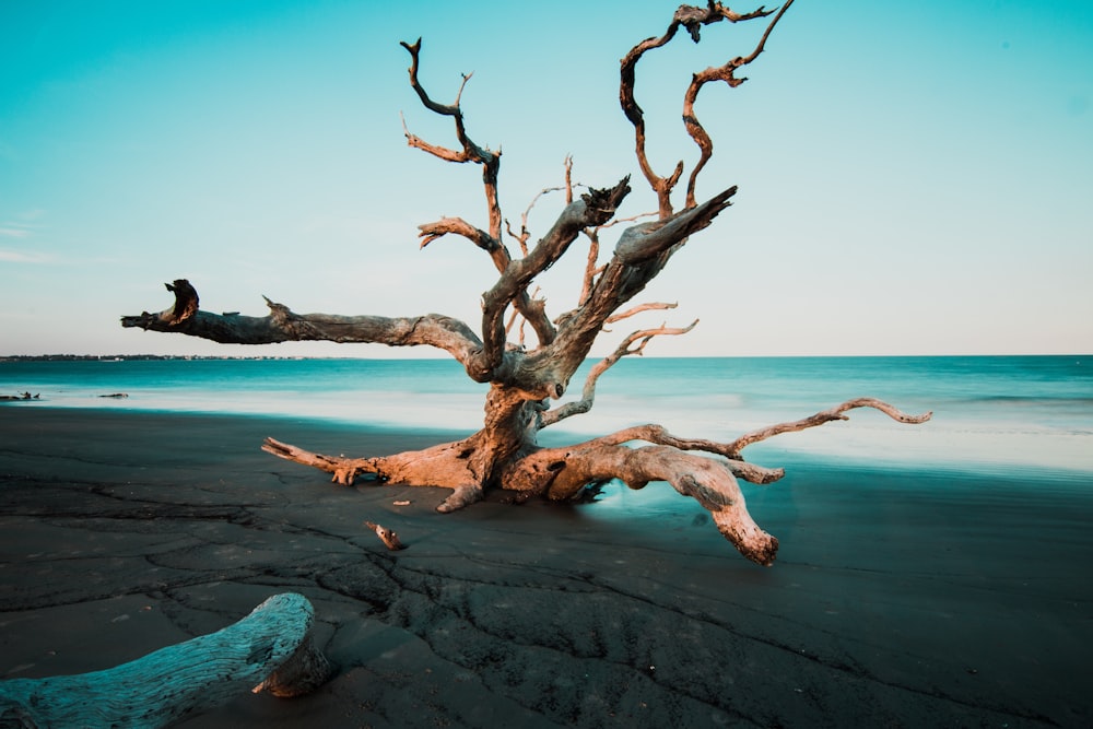 driftwood on grey beach sands