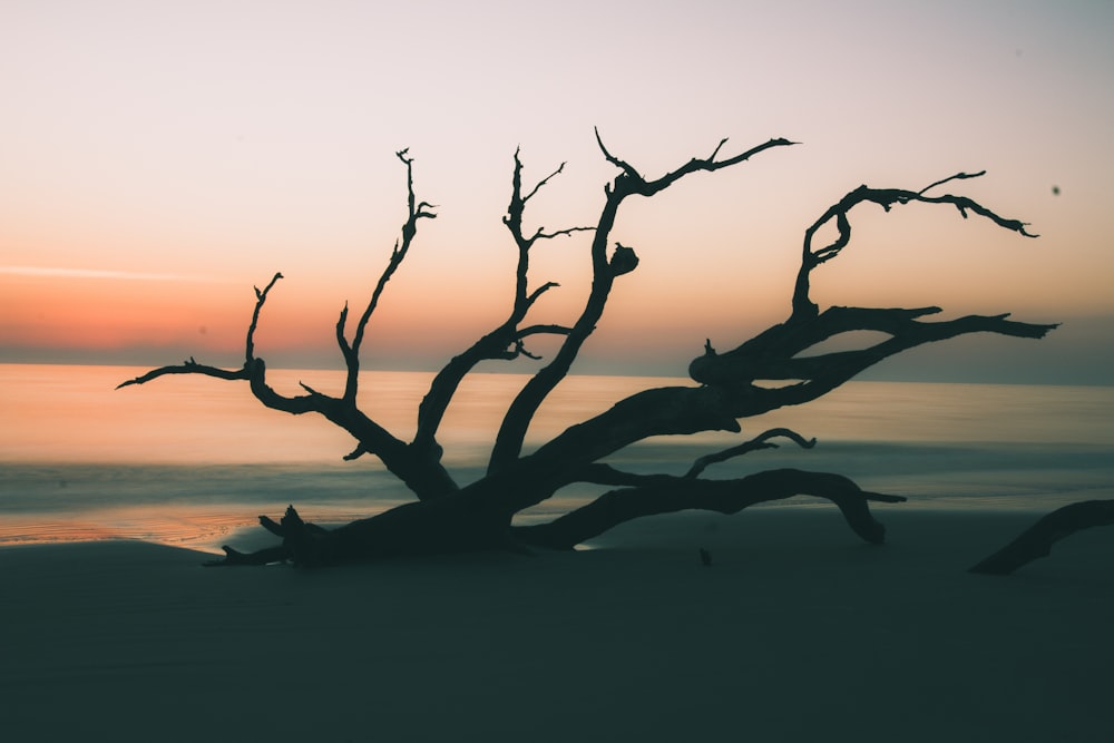 silhouette of drift wood