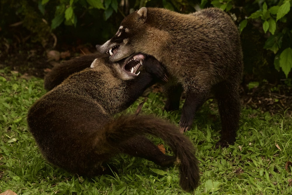 two fighting bears