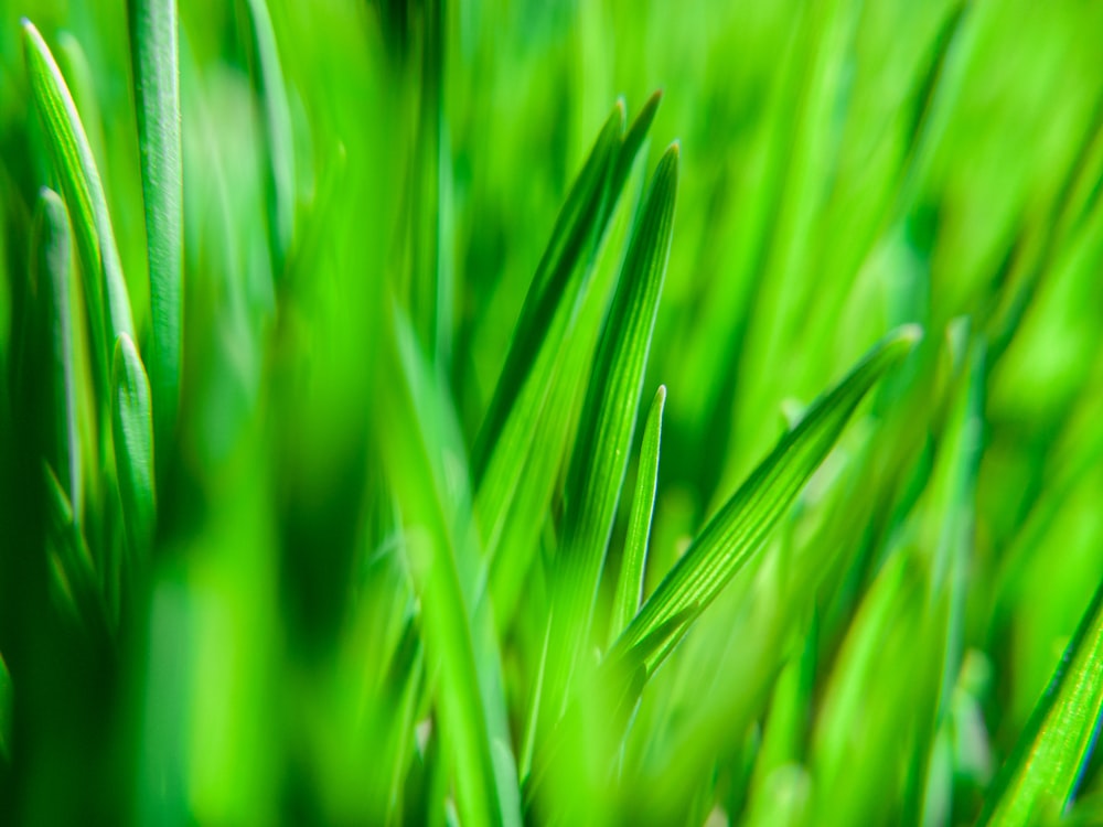 macro photography of green leaves