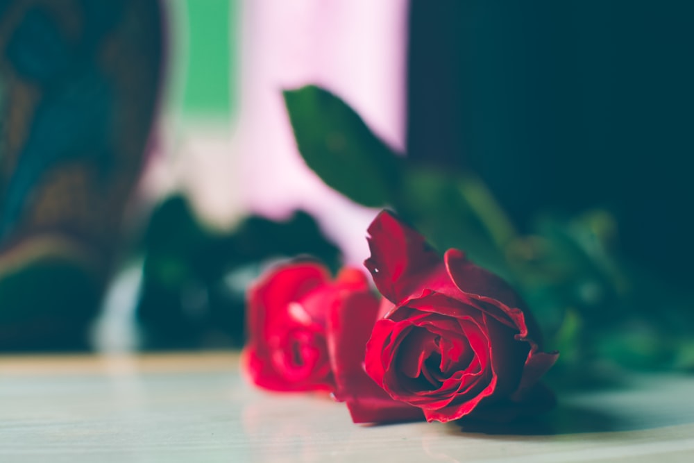 red rose on table