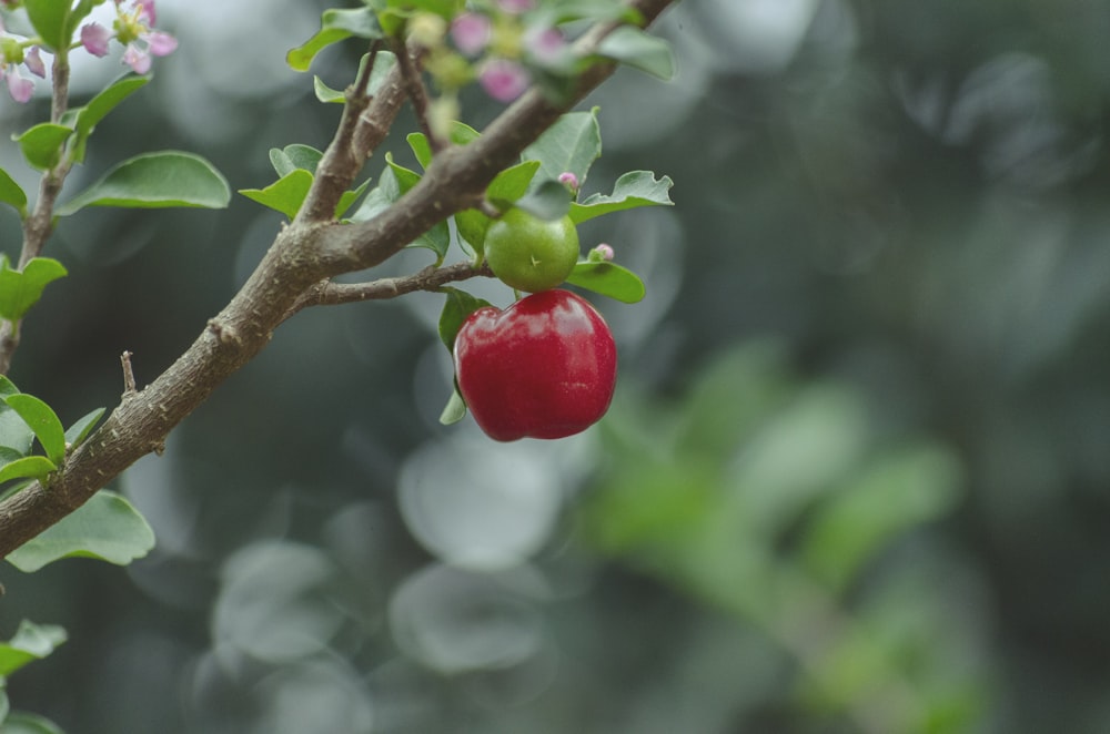 Fotografia di messa a fuoco selettiva ciliegia rossa e verde