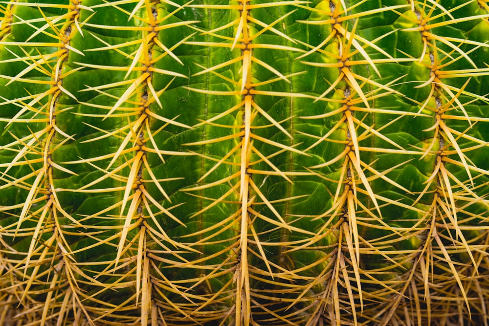 macro photography of cactus