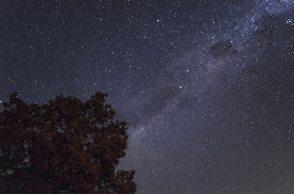 tree under starry night