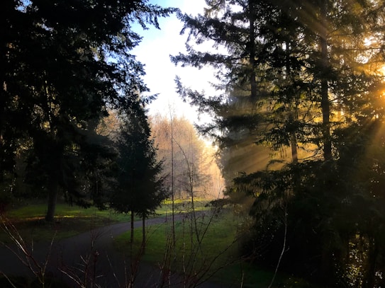 Tall coniferous trees with dense green foliage are bathed in a warm, golden sunlight filtering through the branches. A winding path meanders through the forested area, leading towards a brighter clearing in the distance. The interplay of light and shadow creates a serene and tranquil atmosphere.