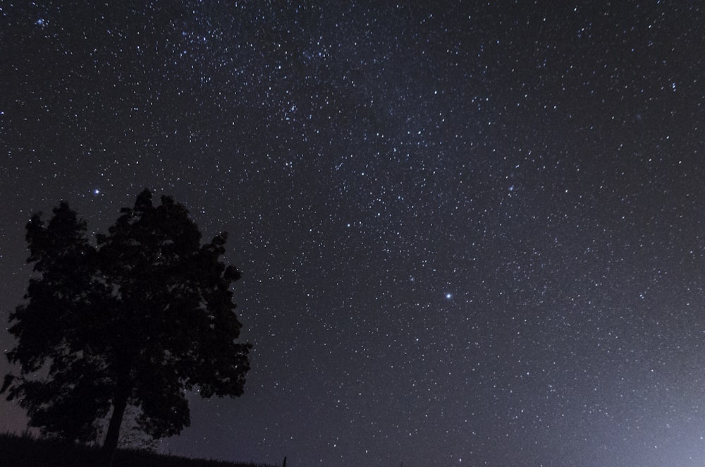 silhouette of a tree during night time