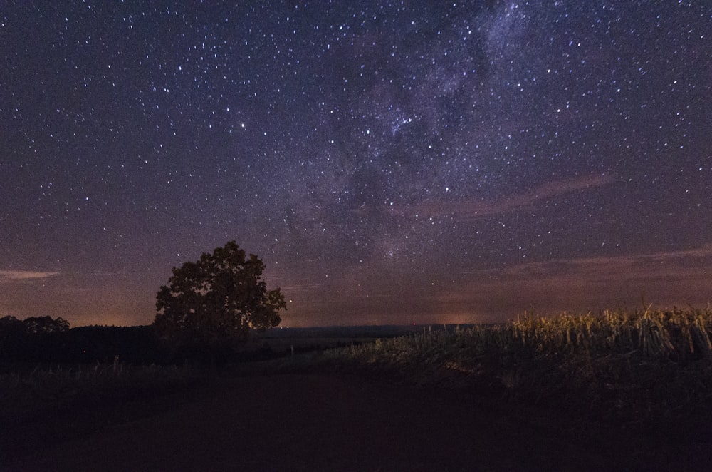 silhouette photography of tree during milky way