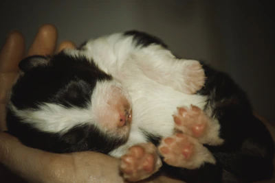 A tiny black and white puppy sleeping peacefully on a soft blanket.