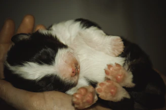 A tiny black and white puppy sleeping peacefully on a soft blanket.