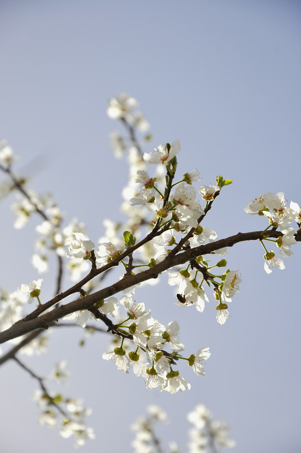 tilt shift lens photography of white flowers