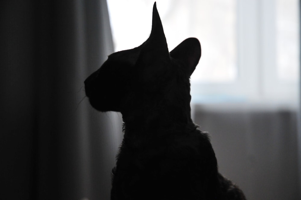 silhouette photo of cat near window