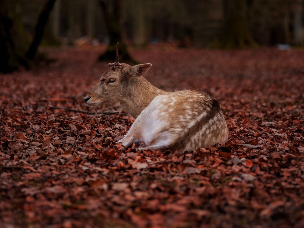 braune und weiße Hirsche