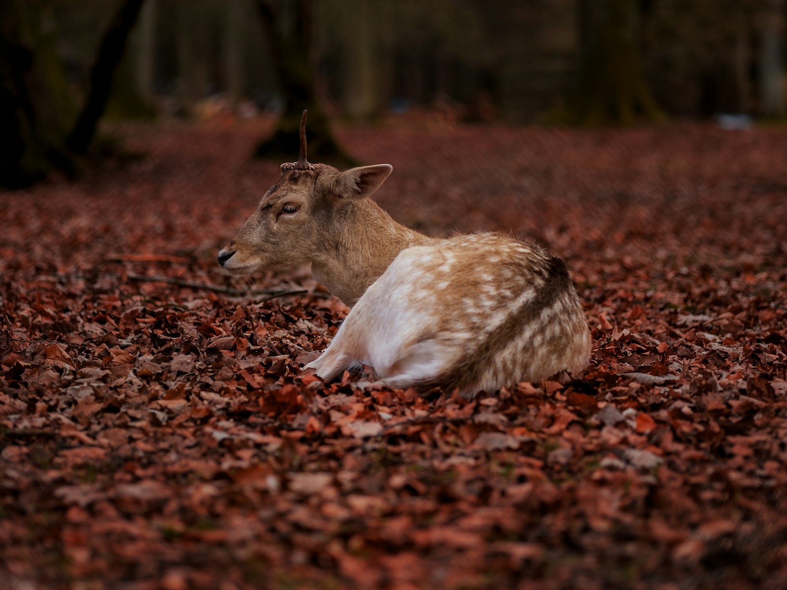 Panasonic Lumix DC-GH5 sample photo. Brown and white deer photography