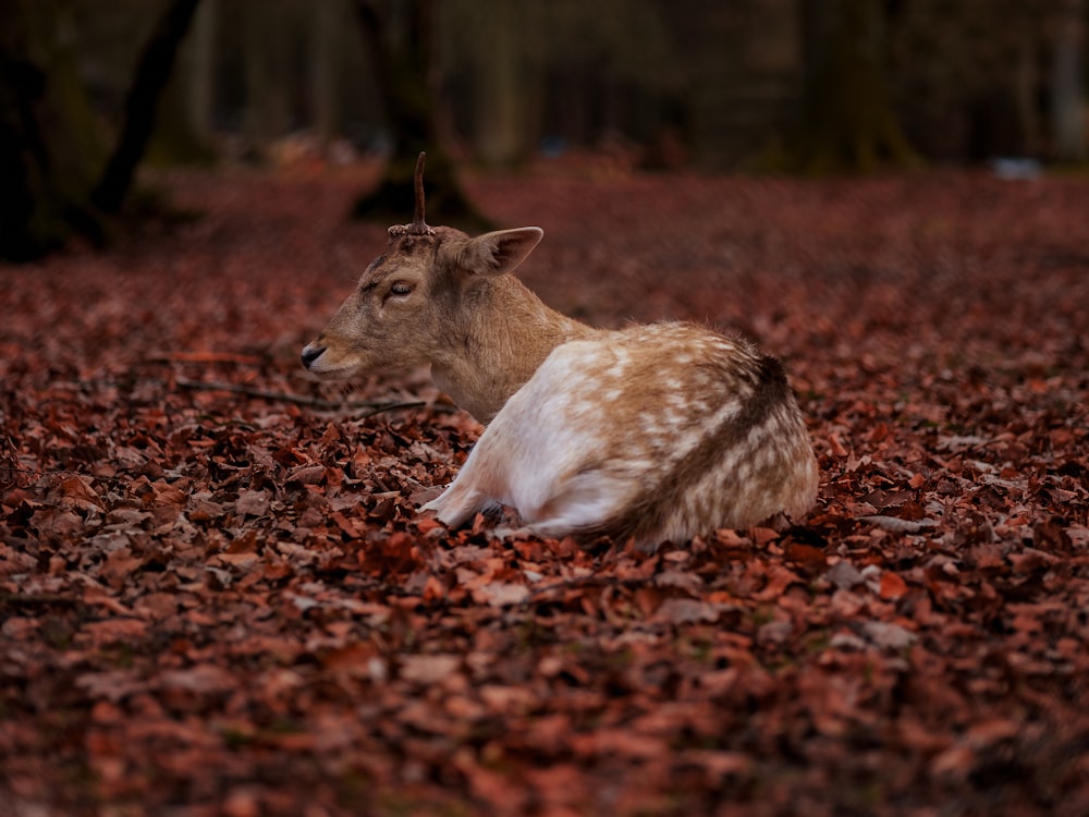 brown and white deer