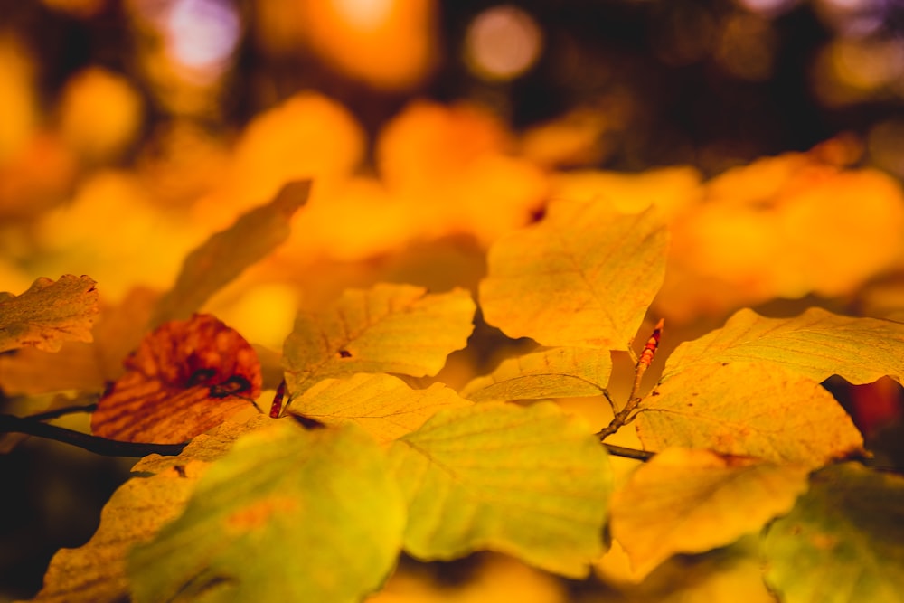 macro shot of leaves