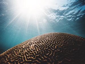 brown coral under the body of water with sun streaks in closeup photography