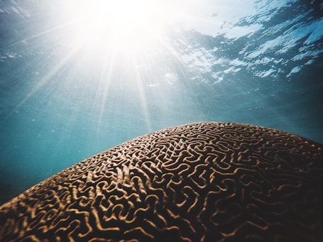 brown coral under the body of water with sun streaks in closeup photography
