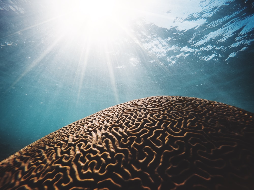 brown coral under the body of water with sun streaks in closeup photography