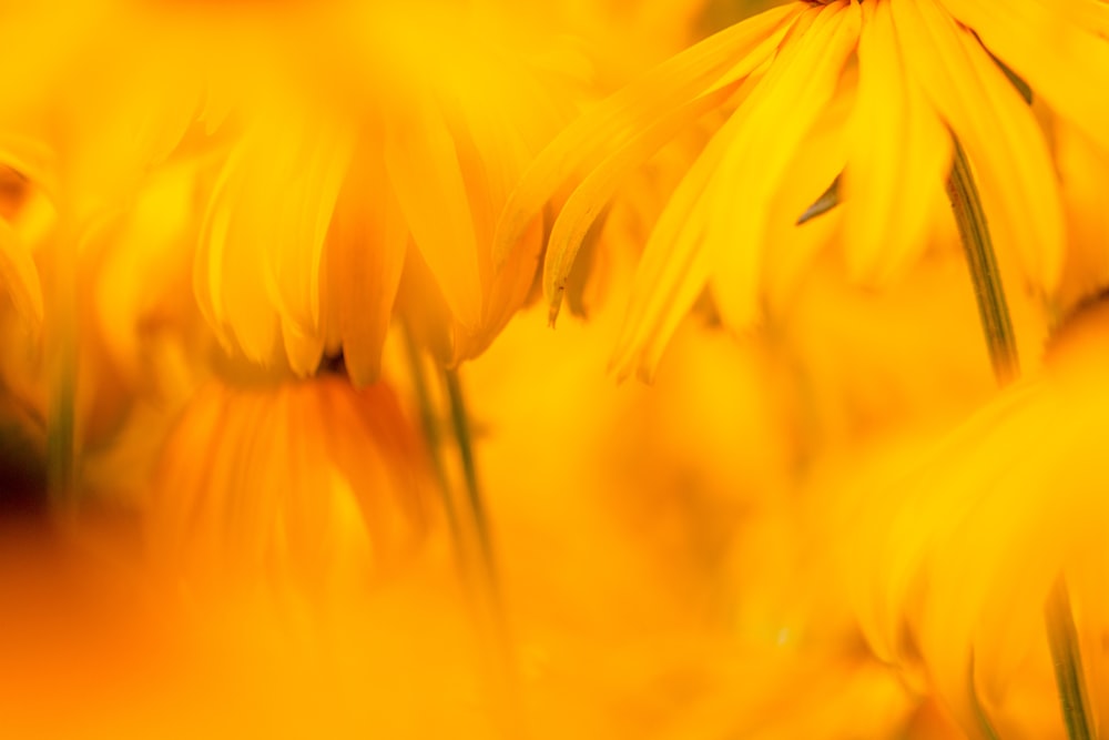 macro shot of yellow flowers