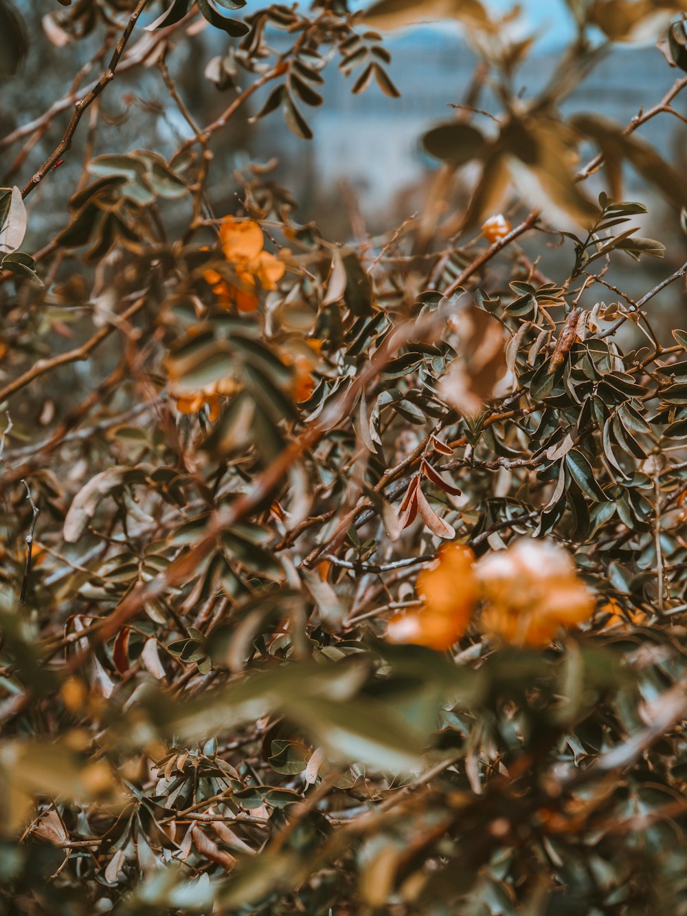 macro photography of brown leafed plant