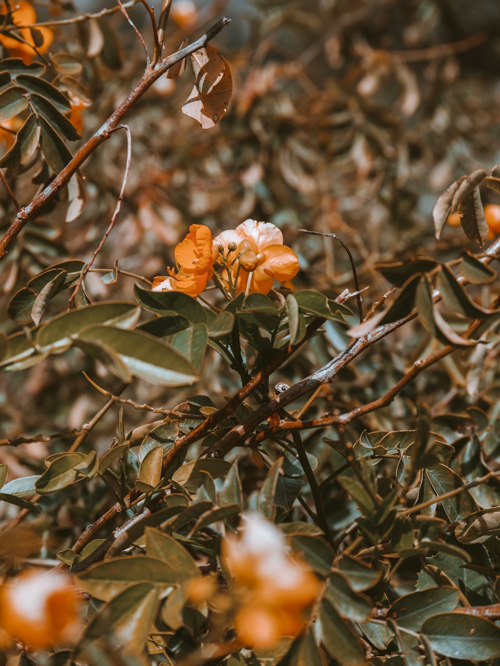 close-up photography of orange flowers