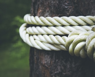 white rope on brown tree closeup photography