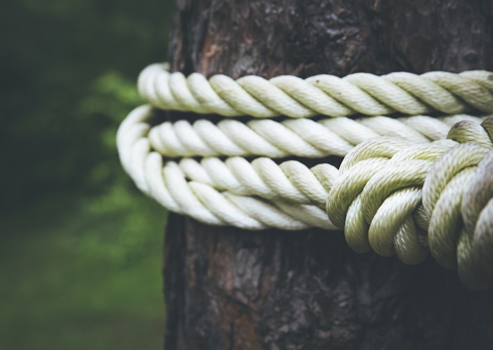 white rope on brown tree closeup photography