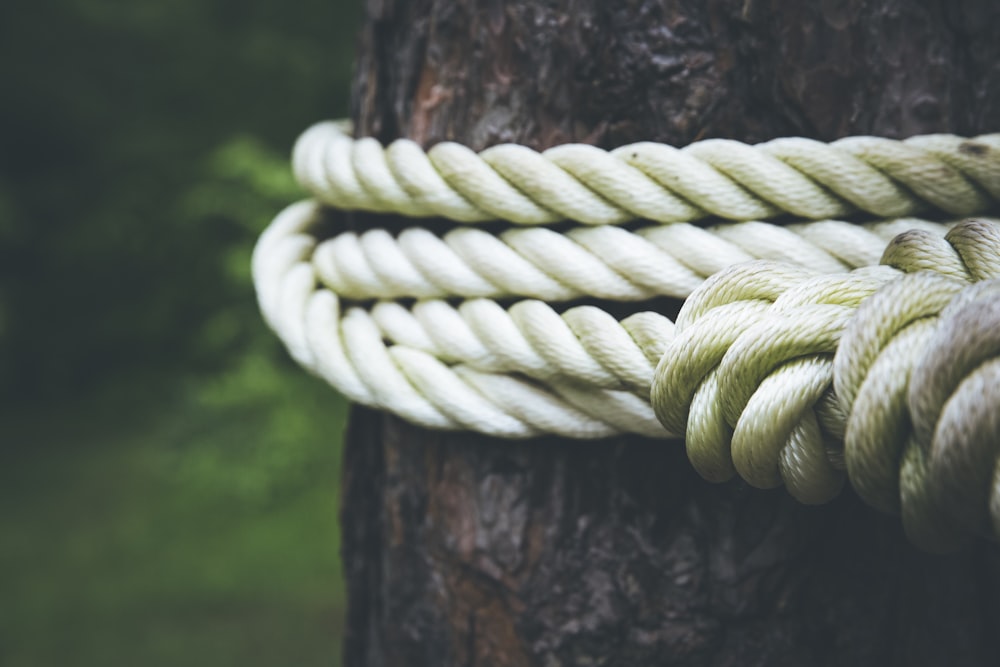 corde blanche sur la photographie en gros plan d’un arbre brun