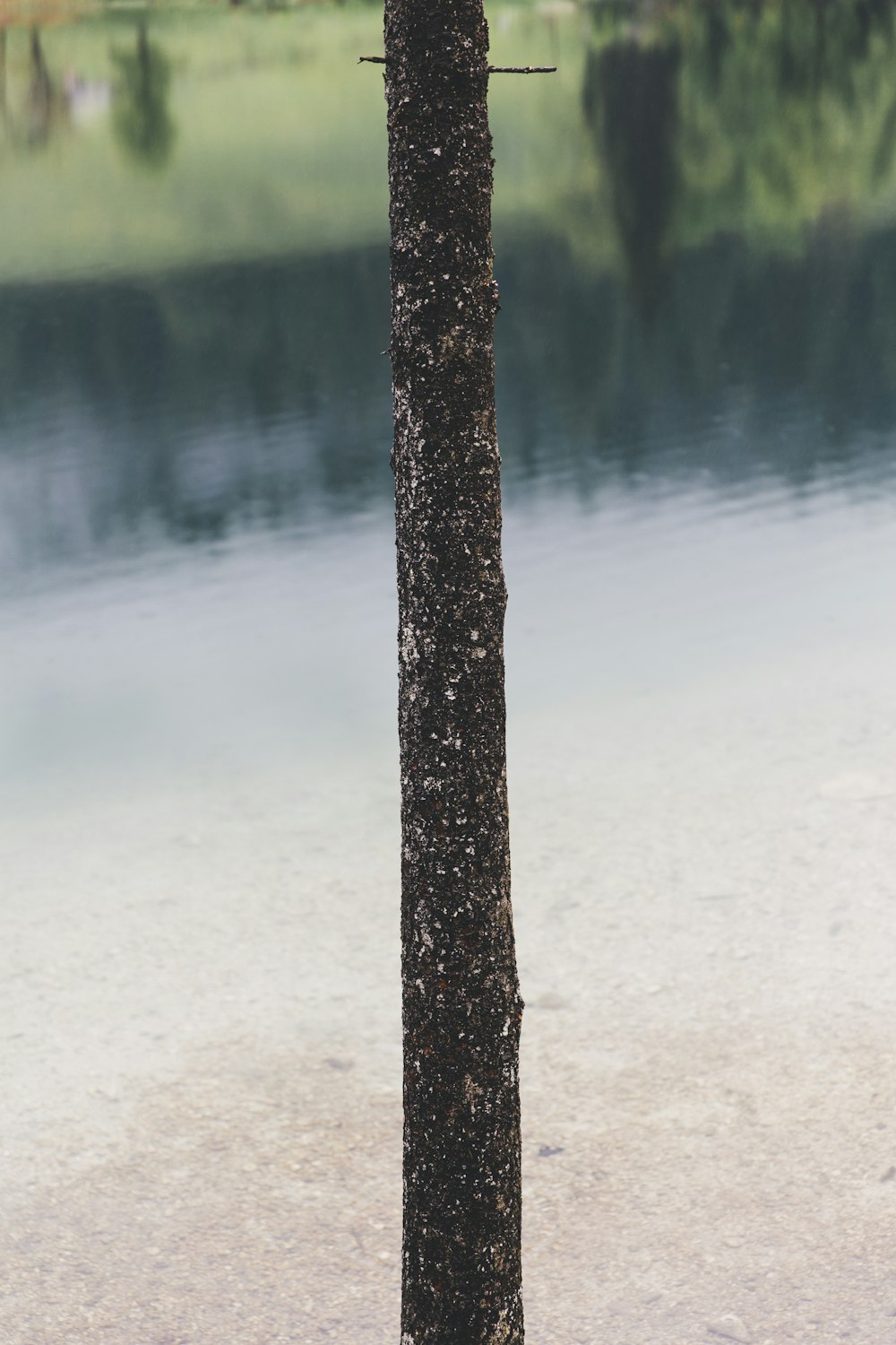 a tree with a bird perched on it next to a body of water