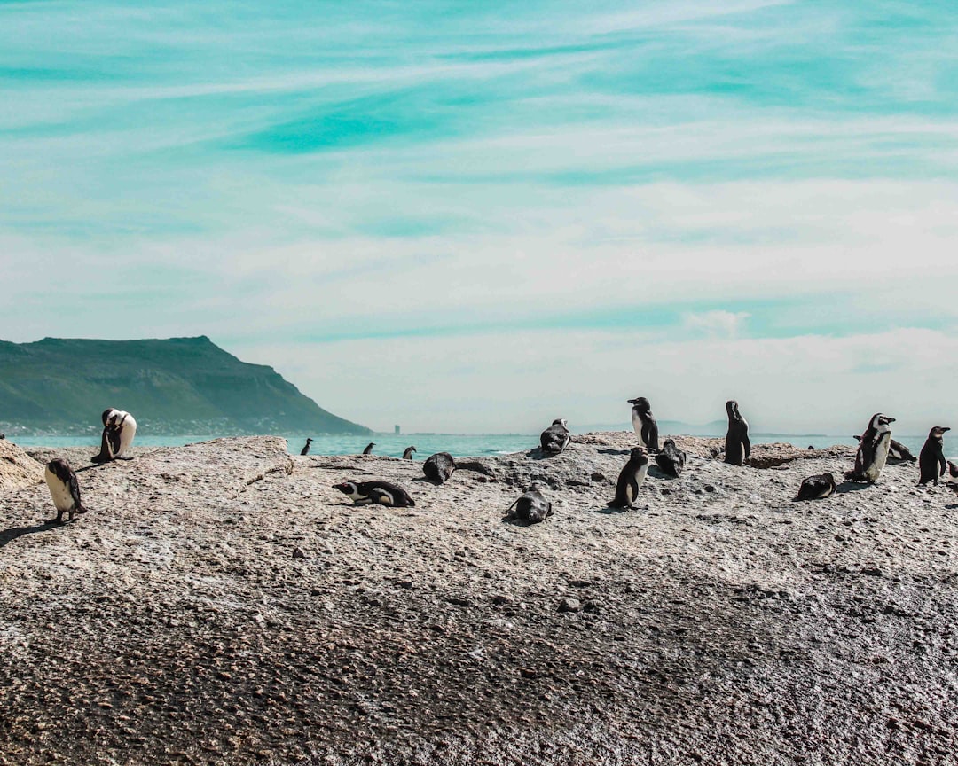 Beach photo spot Simon's Town Kleinmond