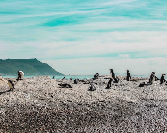 selective focus photography of penguins in Simon's Town South Africa