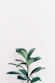 green leafed plant closeup photo
