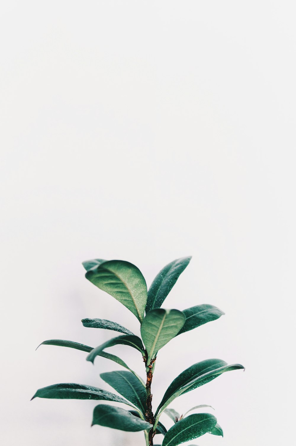 foto de closeup de planta de folhas verdes