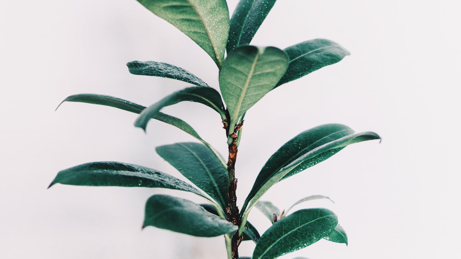 Introducing Compatible Plant Combinations for Ginger Growth