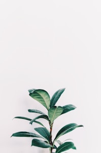 Sustainable Living