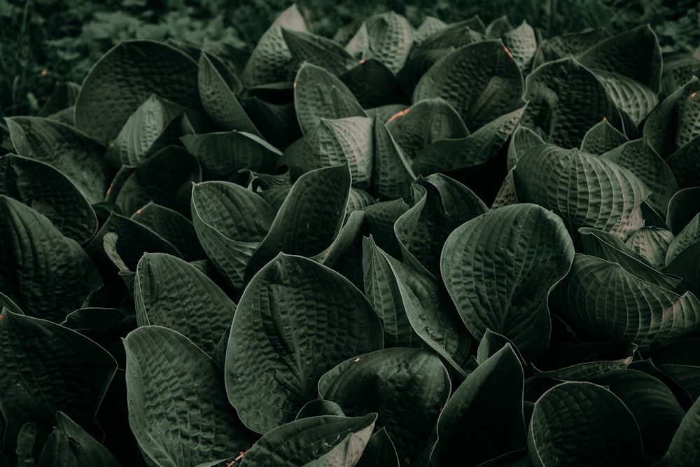 fotografia ravvicinata di piante a foglia verde