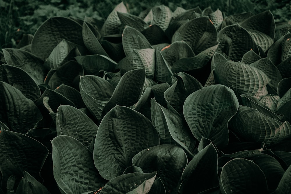 close up photography of green leafed plants