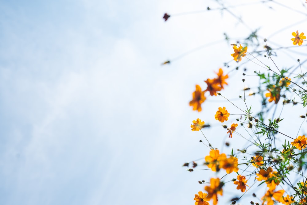 fleurs oranges