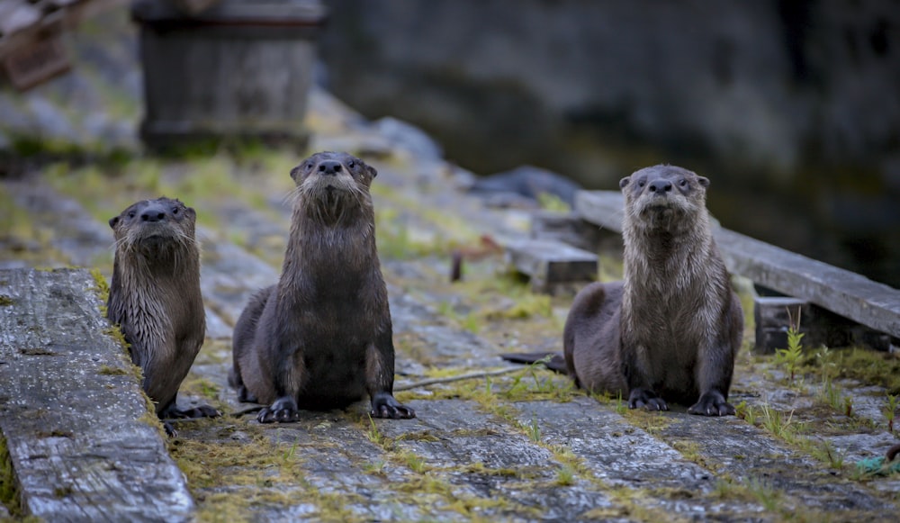 three brown beavers standing on wooden surface