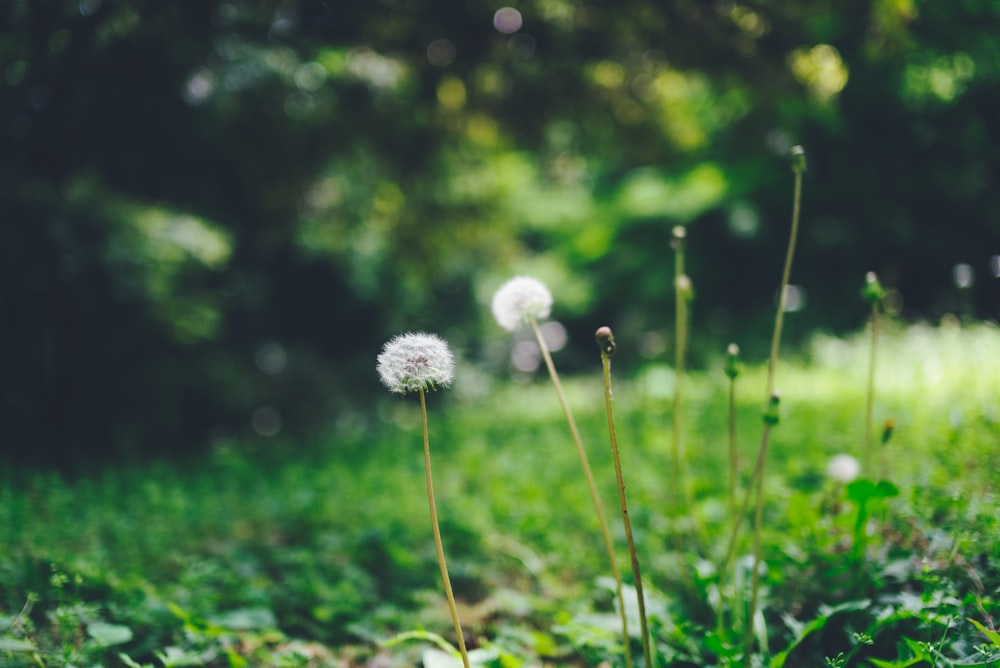 white petaled flwoers