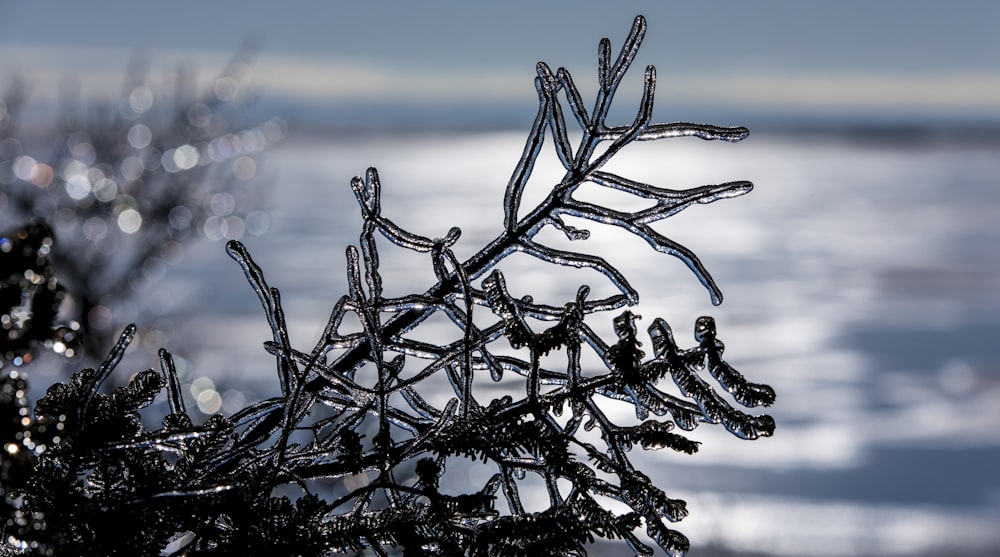 ice covered tree branch