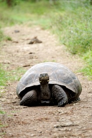 brown turtle between grasses