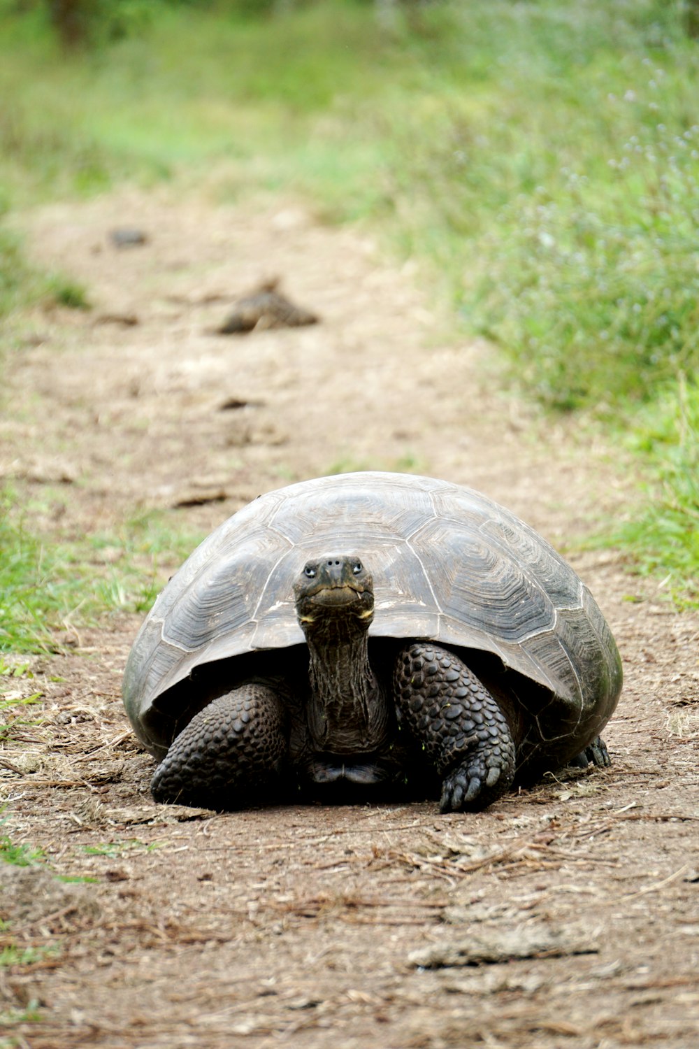 Braunschildkröte zwischen Gräsern