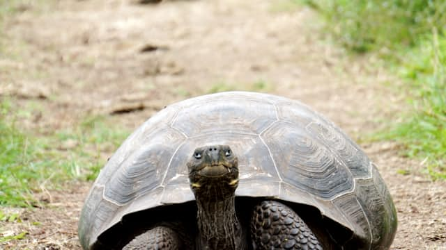 Schildkröte