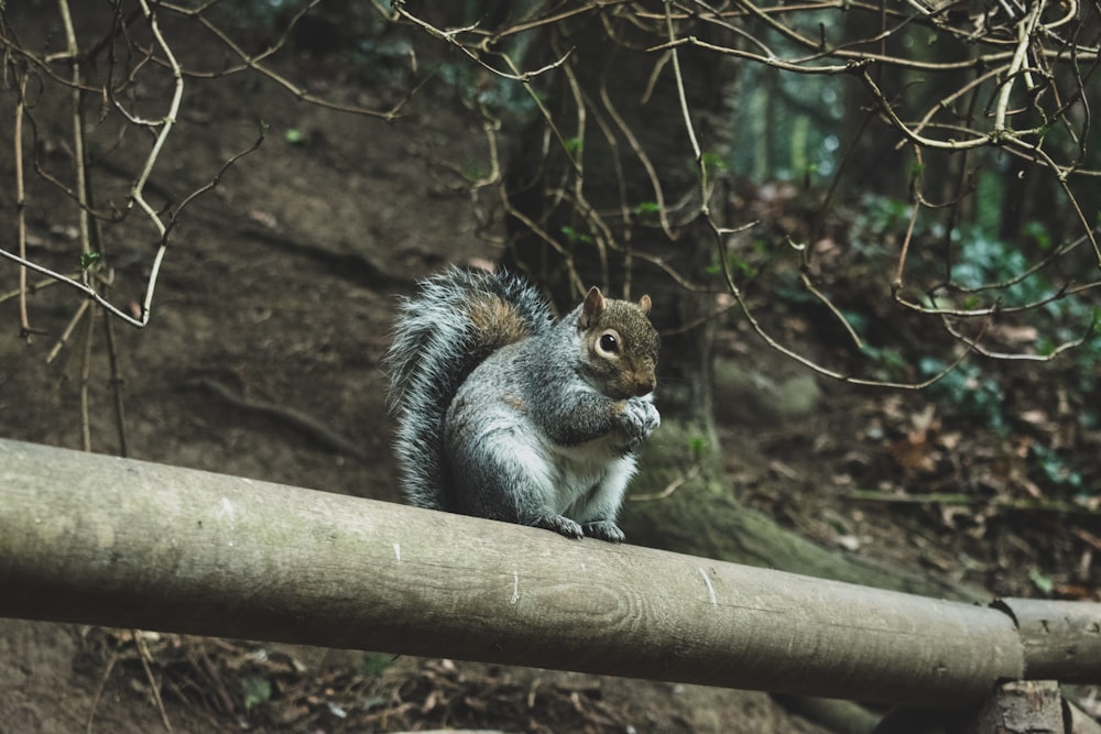 gray and brown squirrel