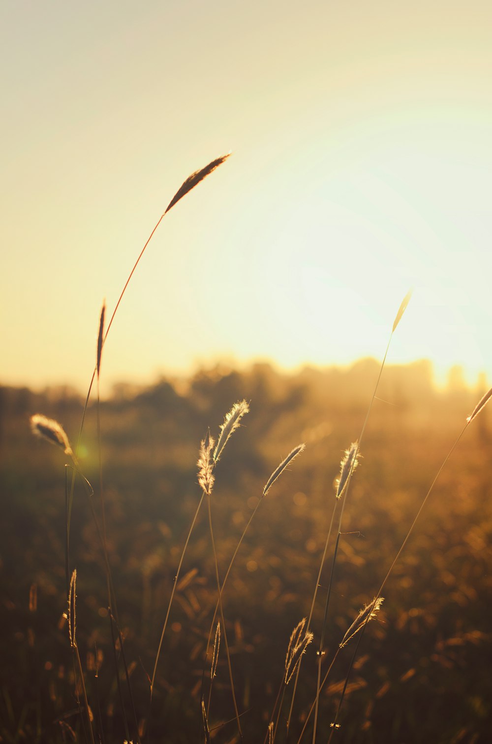 Braunes Gras zur goldenen Stunde