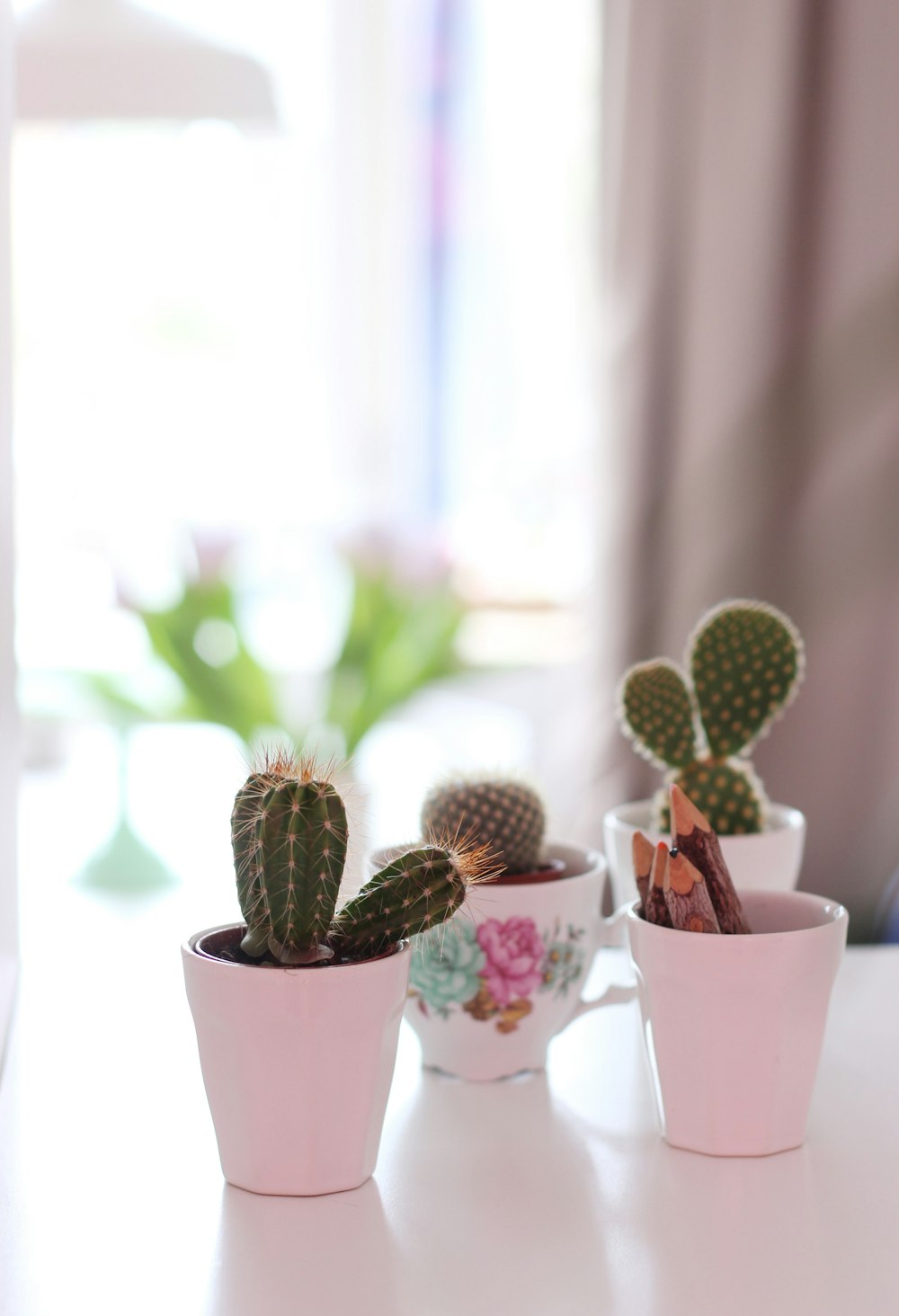 Trois plantes de cactus